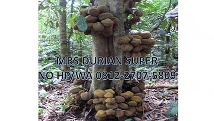 GROSIR, WA 0812-2707-5809, Bibit Durian Cepat Berbuah Sulawesi Selatan