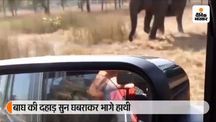 चूरना के जंगल में छोड़ा गया जय नाम का बाघ