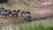 Zebra Crossing River|Crocodiles Feasting Zebra And Wildebeest In Msaai Mara River
