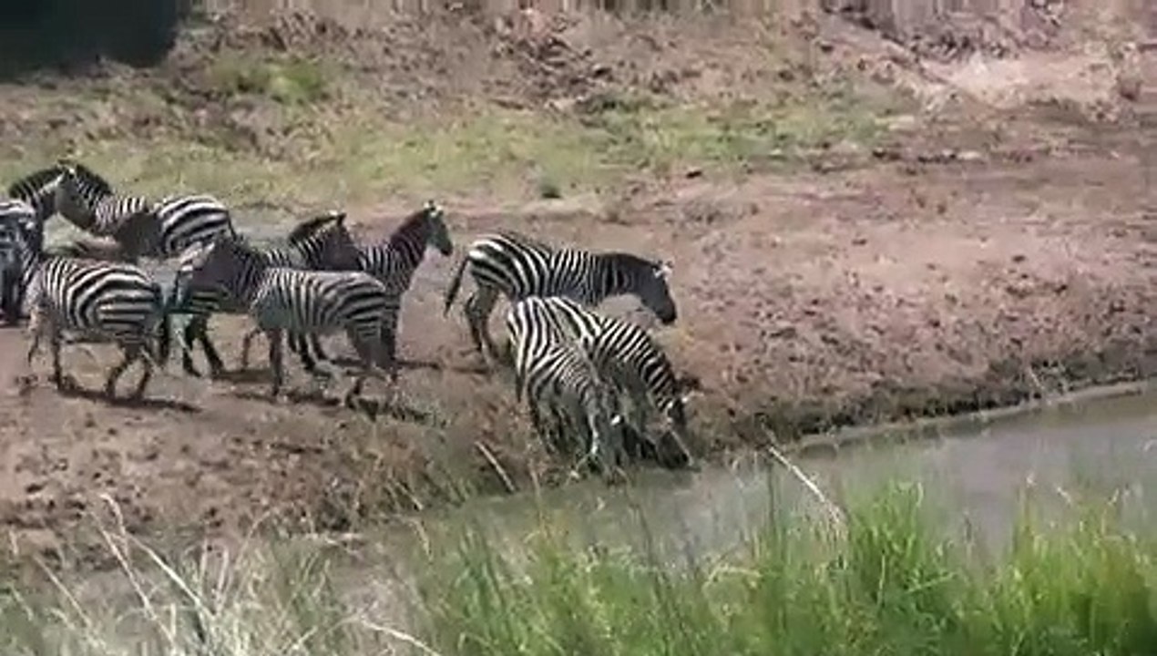 Zebra Crossing River|Crocodiles Feasting Zebra And Wildebeest In Msaai Mara River