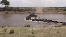 Wildebeest crossing Mara River (The big migration)|Zebra Crossing River|Crocodiles Feasting Zebra And Wildebeest In Msaai Mara River