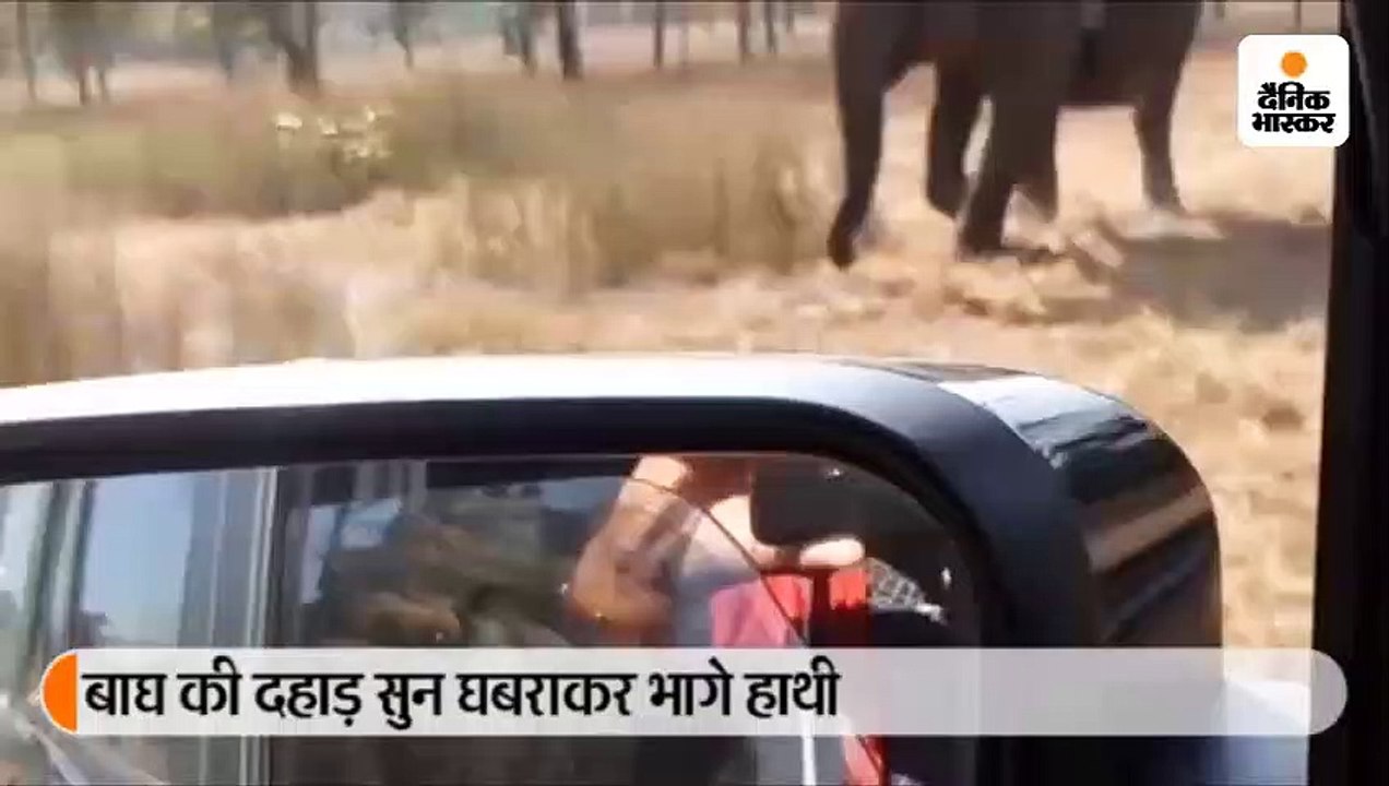 बाघ की दहाड़ सुनकर हाथी भी भागे, सतपुड़ा टाइगर रिजर्व में 24 घंटे बाद बाघ 'जय' फिर से आजाद