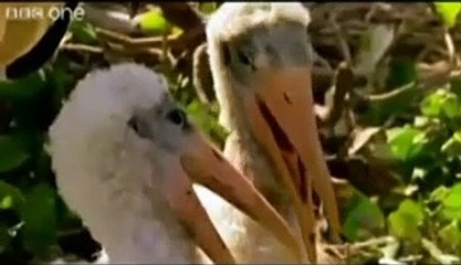 punjabi totay animals