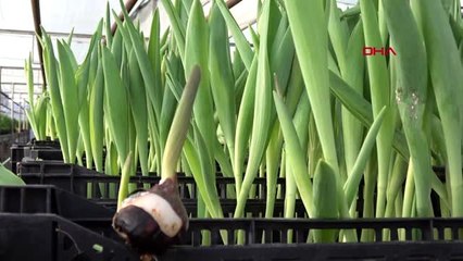 Antalya sevgililer için suda 170 bin lale