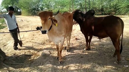 Amazing lnt metting milan try by villager