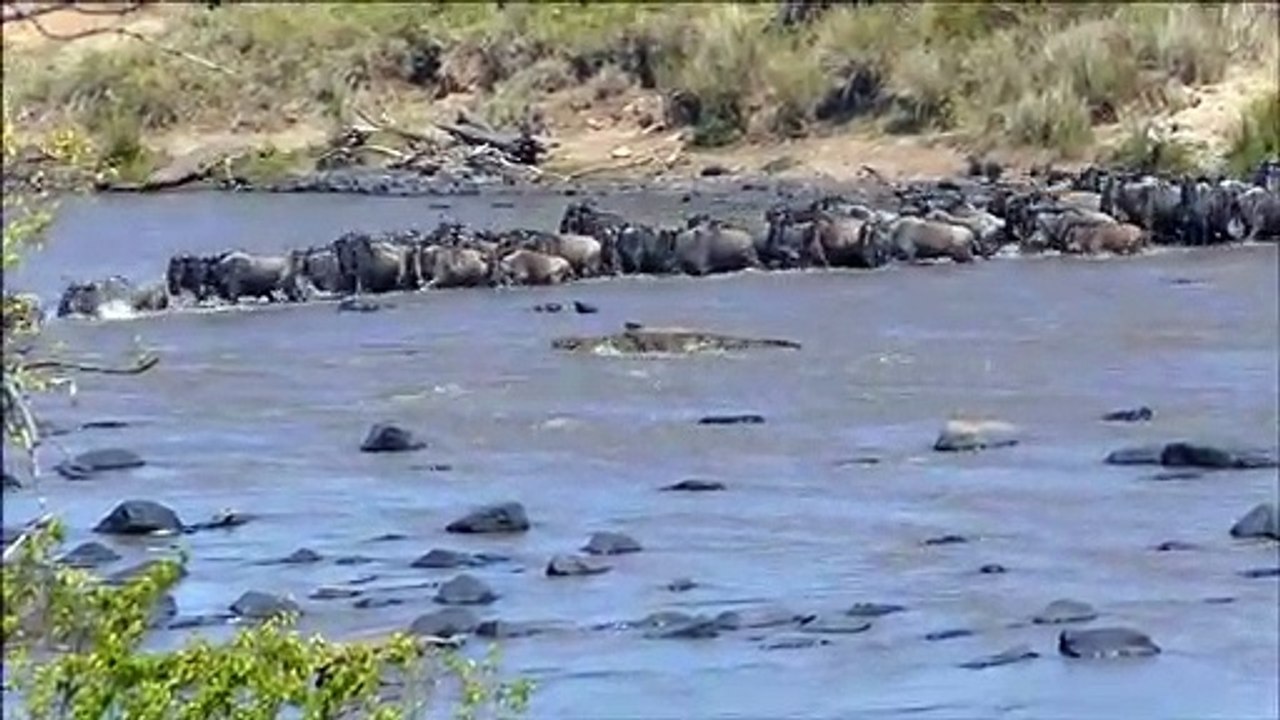 Mara River Crossing Migration|Crocodile Attack On Wildebeet In Masai Mara River| |Migration Of Masai Mara River Crossing |Mara River Crocodile Attack On Wildebeest Mara River Crossing Migration|Crocodile Attack On Wildebeet In Masai Mara River Mara River