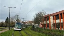 Strasbourg : arbre renversé sur à la Robertsau, le tram E interrompu