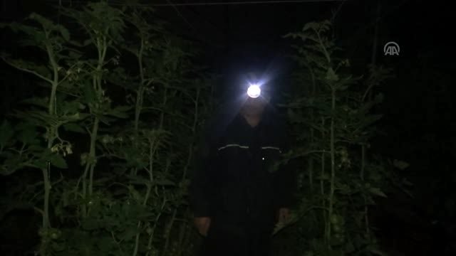 Domates üreticilerinin zirai don nöbeti