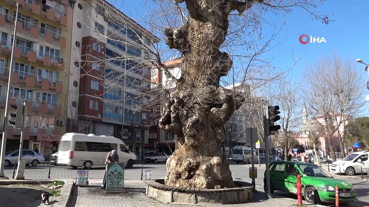 2 asırlık çınar ağacı yıllara meydan okuyor