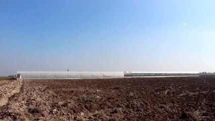 Tarım işçisiydi sera kurup çiçek üreticisi oldu