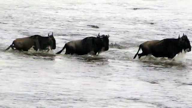 Mara River Crossing Crocodile vs.Wildebeest |Masai Mara River Crossing Migration Crocodile Attack Wildebeest |BestOf Masai Mara River Migration Kenya| Crocodile Attack Wildebeest Mara River