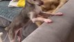 Dog Excitedly Taps Paws Simultaneously on Couch to Make Owner Pick Her Up