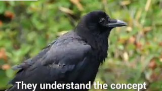 Crows are as smart as 7 years old human