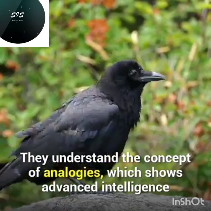Crows are as smart as 7 years old human