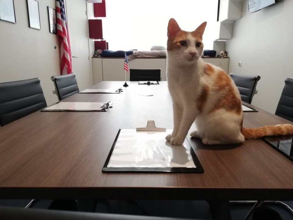 Un escape game avec des chats vous permet d’en adopter un à la fin