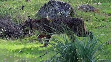 Dehesa  el escondite del lince Película