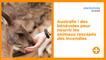 Australie : des bénévoles pour nourrir les animaux rescapés des incendies