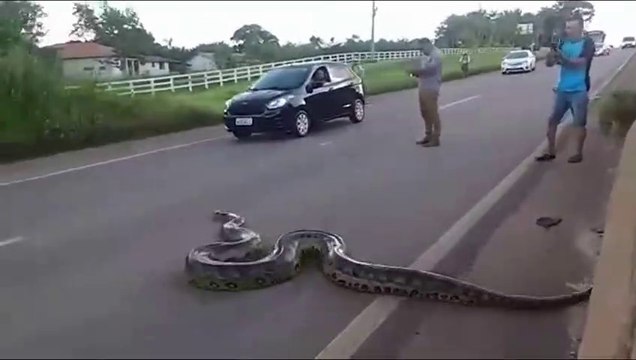 Traffic halts as Giant Anaconda Crosses Road in Brazil; Video Goes Viral