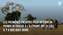 Le Botswana vend aux enchères des permis pour chasser les éléphants