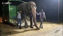 Blind elephant named Karma receives care at sanctuary in north India after lifetime of captive abuse