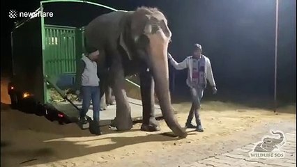 Blind elephant named Karma receives care at sanctuary in north India after lifetime of captive abuse