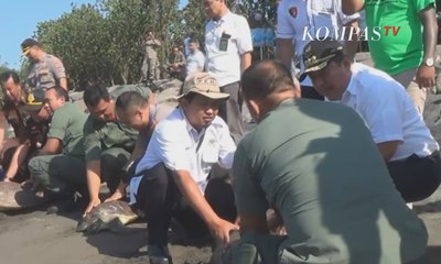 Belasan Penyu Hasil Sitaan Dilepasliarkan