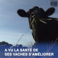 Vaches mortes : la piste électrique confortée