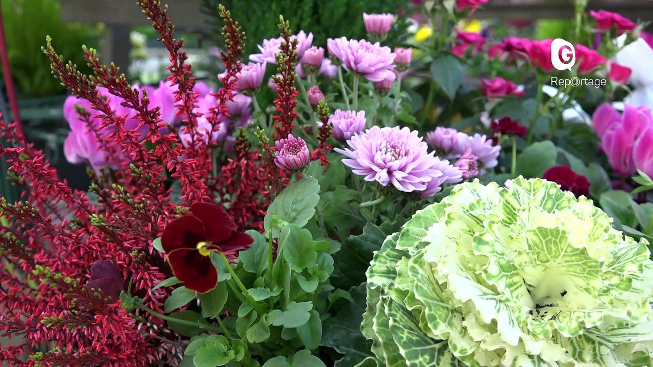 Reportage - Chaque année, le marché aux fleurs pour la Toussaint