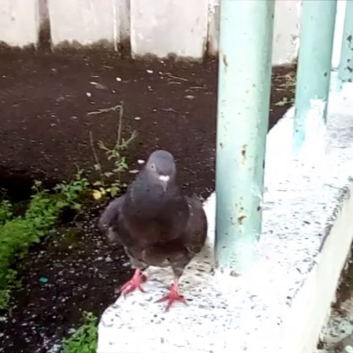 A BIRD in Siberia