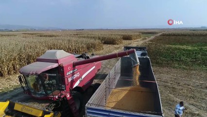 Arpa ve buğdayın yerini mısır aldı