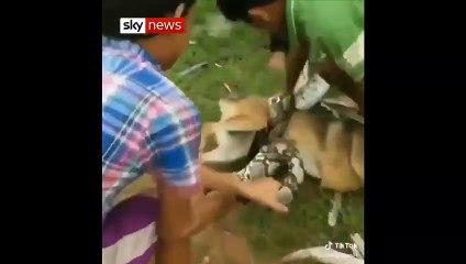 How to Handle Children Fighting with Python: Tips & Strategies 🐍