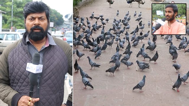 Hyderabad Takes Note Of Hazards Posed By Pigeons || హైదరాబాద్‍లో పావురాలకు చెక్ పెట్టే యోచనలో GHMC