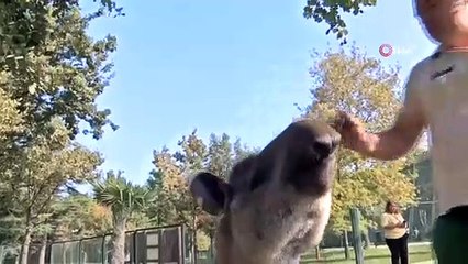 Tapirlerin masaj tutkusu