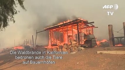 Descargar video: Brände in Kalifornien bedrohen Tiere auf Bauernhöfen