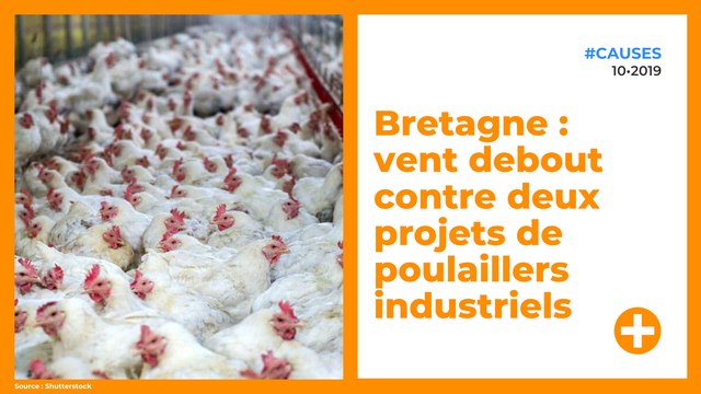 Bretagne : vent debout contre deux projets de poulaillers industriels