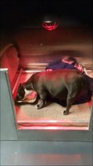 Heavily pregnant American Pocket Bulldog stolen from Northern Ireland home