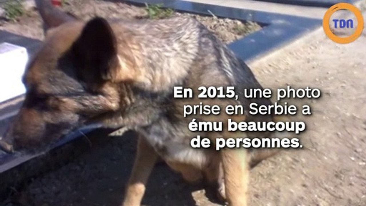 Pour protéger ses chiots, cette chienne les abrite sous une tombe