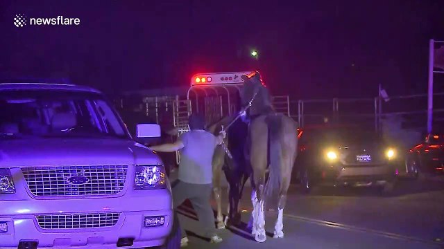 Horses evacuated after wildfire erupts in Jurupa Valley, California
