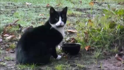 Keesje, de enige poes van Utopia.