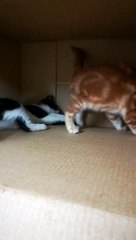 Pizzar Kitty Fighting Brown Brother