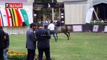 أجمل الأحصنة.. انطلاق مهرجان الخيول العربية الأصيلة