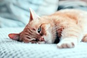 Kedi türleri nelerdir? Kedi cinsleri ve kedilerin özellikleri nelerdir?
