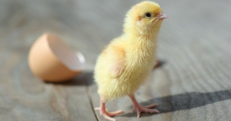 Le ministère de l'Agriculture annonce l'interdiction du broyage de poussins d'ici fin 2021