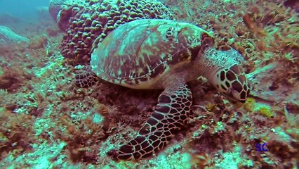 SIN CONSERVANTES - HIDROACUSTICA