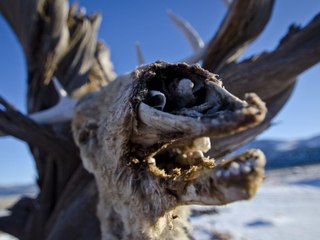 ¿Qué es la enfermedad del ciervo zombi?