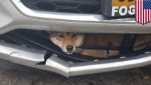 Dog survives getting hit and stuck in car bumper