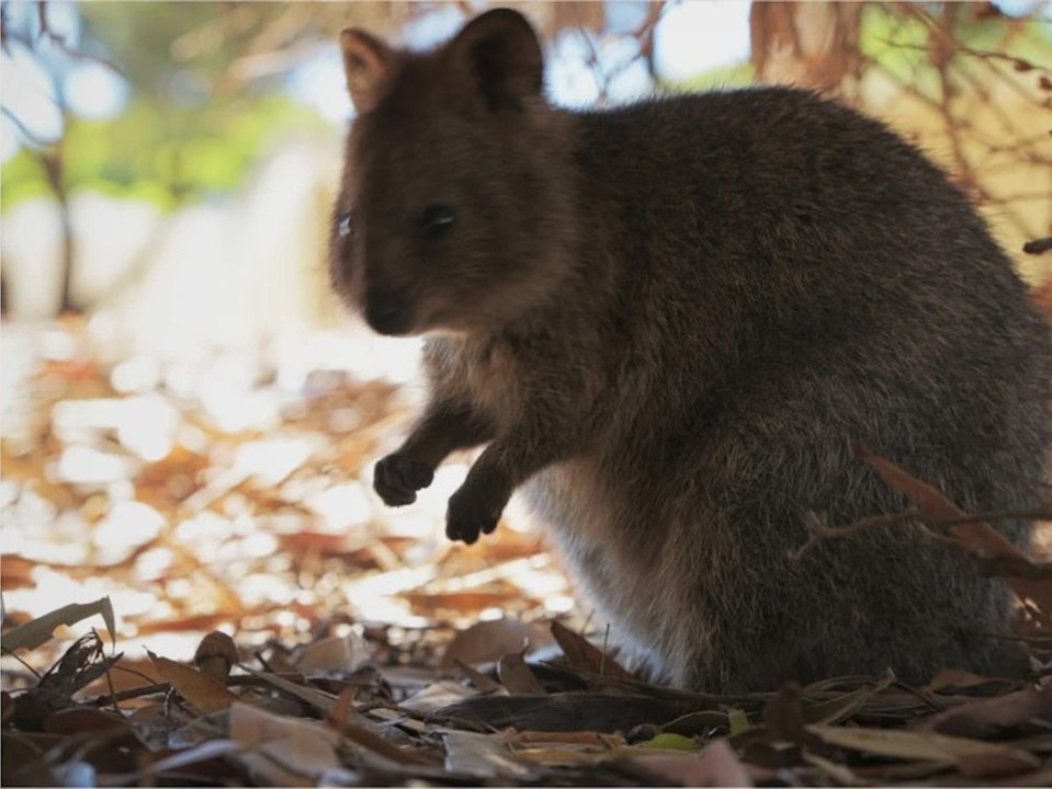 Wir präsentieren das glücklichste Tier der Welt - und das niedlichste!