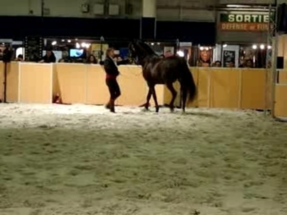 Salon du cinéma, cascades avec chevaux