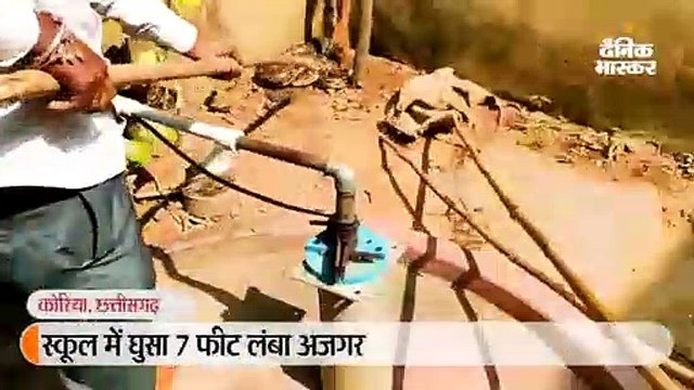 स्कूल में घुसा सात फीट का अजगर