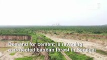 Stunning Senegal baobab forest being swallowed by mining